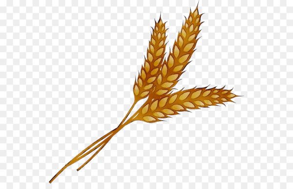 Колосок пшеницы