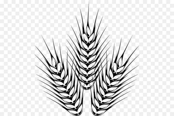 Колосья пшеницы