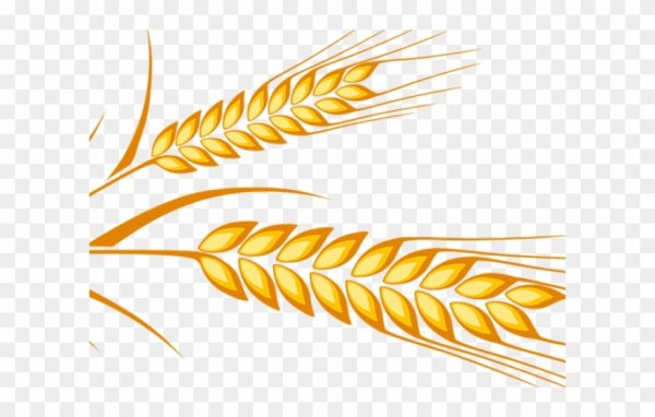 Колосок пшеницы рисунок