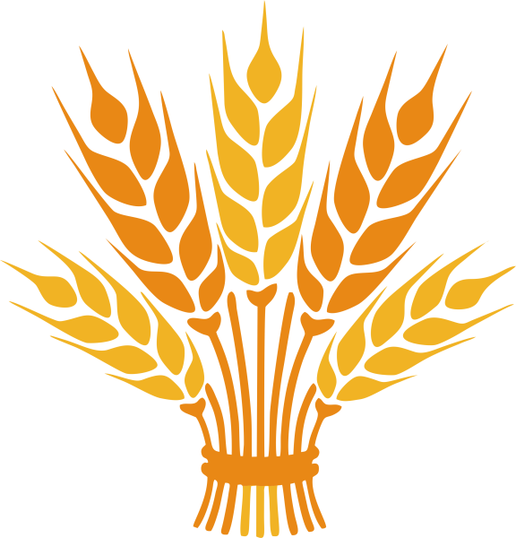 Колосья пшеницы вектор