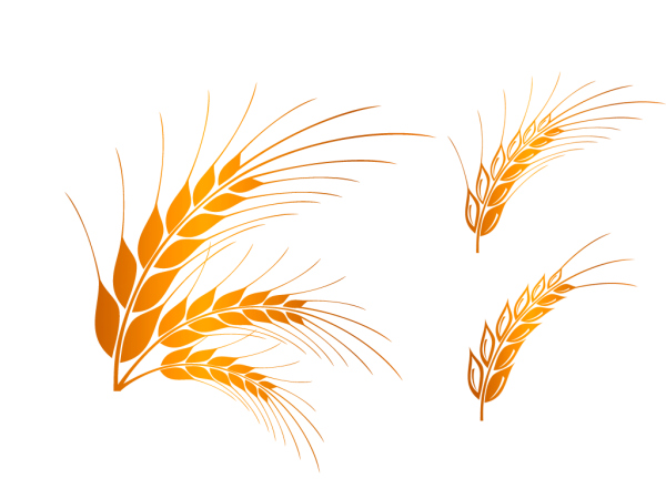 Векторные колоски пшеницы
