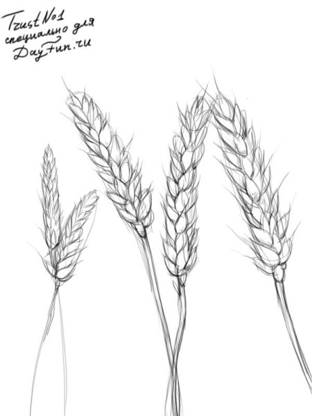Раскраска колосок пшеницы для детей