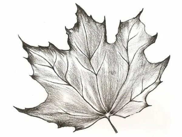 Лист клёна рисунок