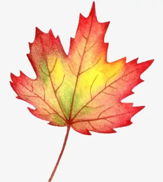 Осенний кленовый лист