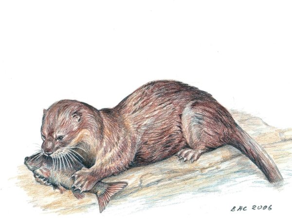 Нарисовать выдру