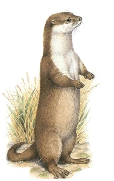 Выдра с детьми