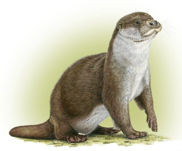 Выдра с детьми