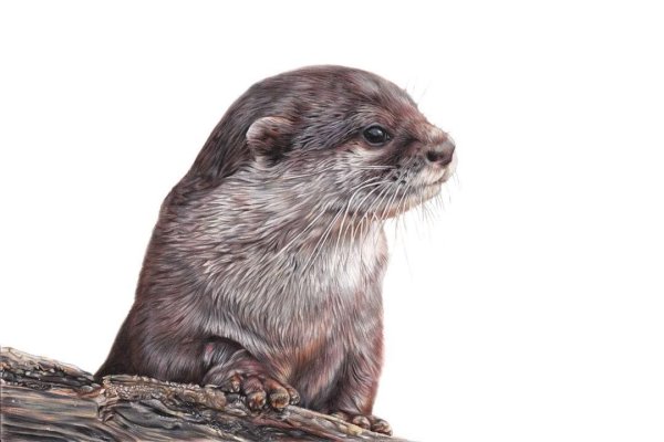 Выдра на белом фоне