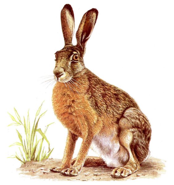 Заяц Русак белый