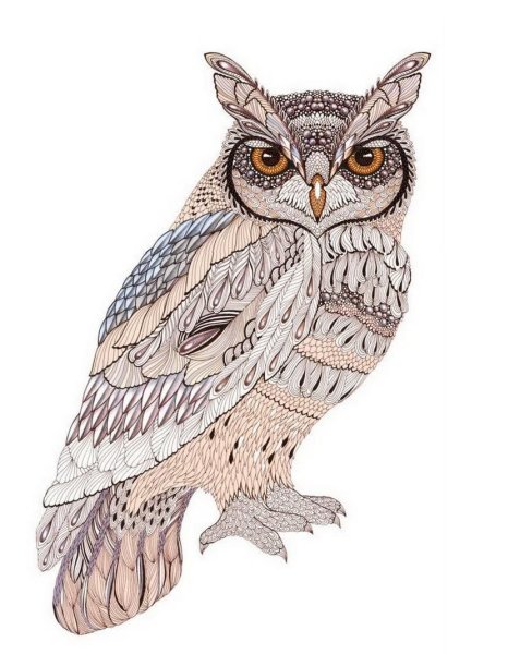 Сова рисунок