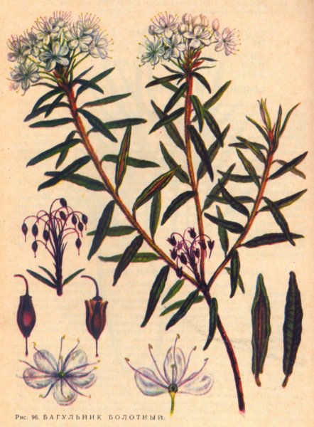 Багульник болотный