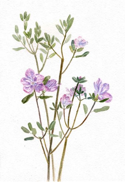 Веточка багульника