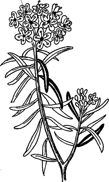 Багульник болотный рис