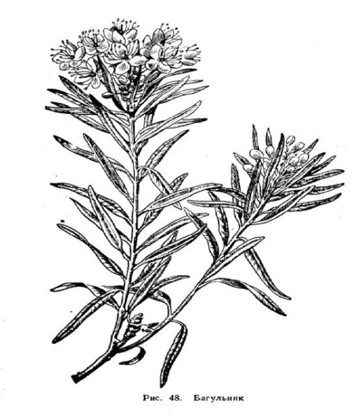 Багульник болотный