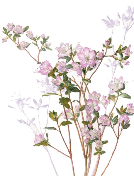 Рододендрон багульник акварель