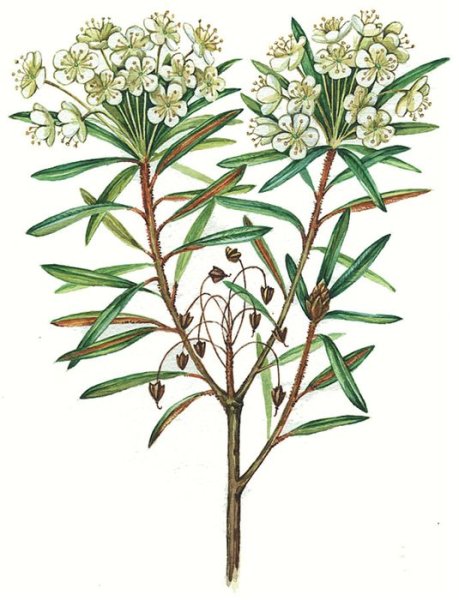 Багульник болотный семена