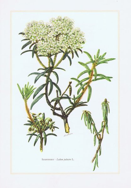 Багульник болотный гербарий