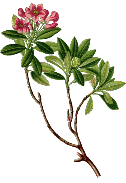 Саган дайля куст