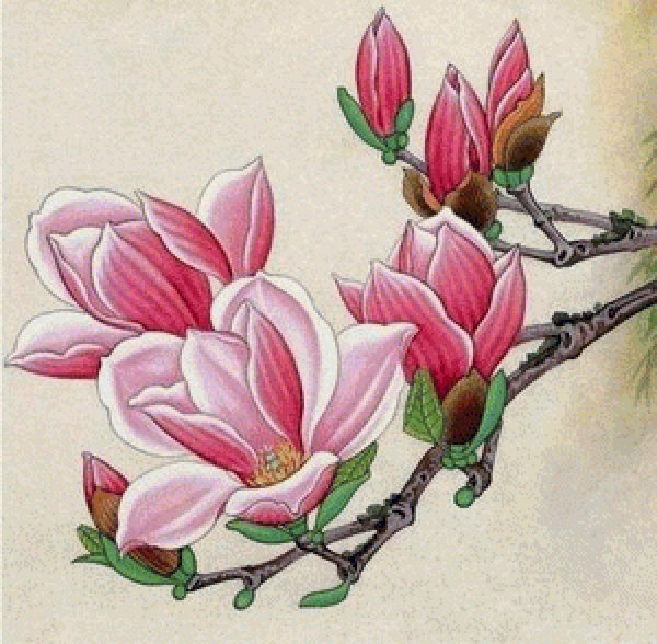 Магнолия Суланжа вектор