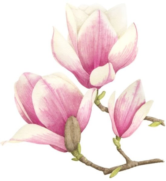 Магнолия Суланжа акварель