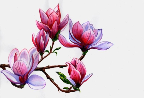 Магнолии скейч