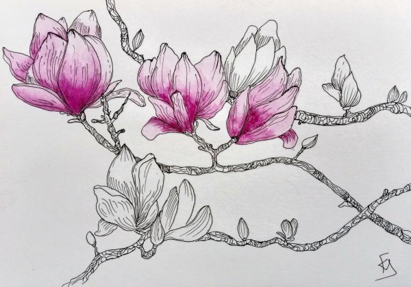 Магнолия Суланжа вектор