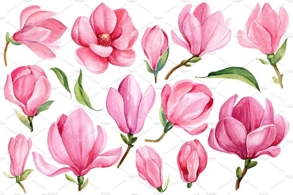 Магнолия Суланжа рисунок