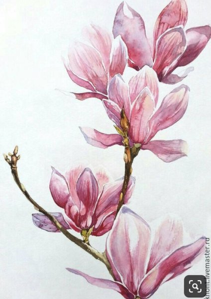 Магнолия картина