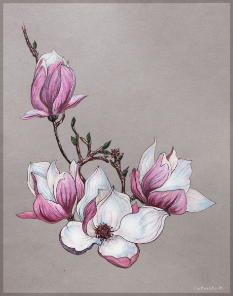 Ботаническая живопись Магнолия