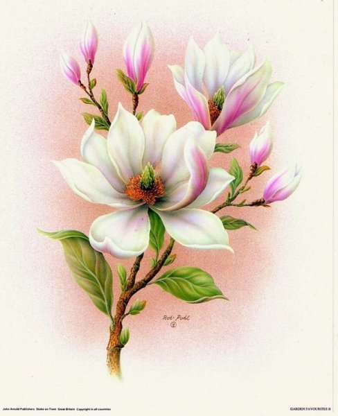 Цветы магнолии акварелью