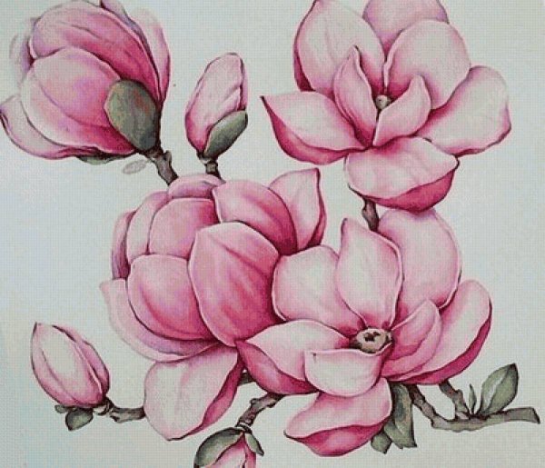 Магнолия Суланжа Ботаническая иллюстрация