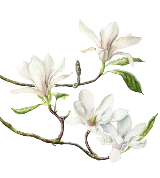 Магнолия акрилом