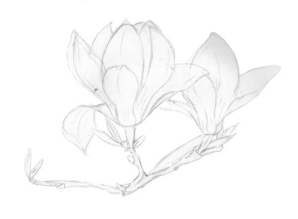 Магнолия Суланжа рисунок
