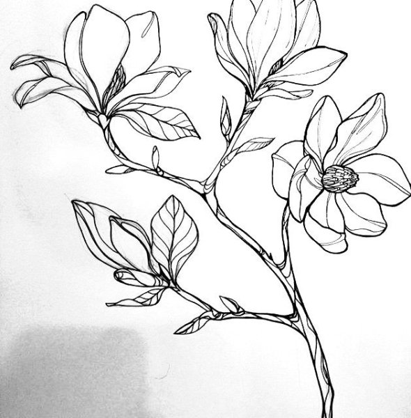 Магнолия Пинтерест
