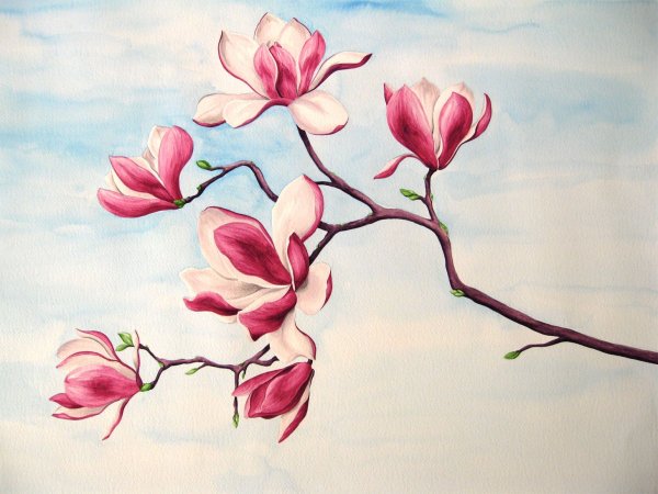 Скетчинг Магнолия