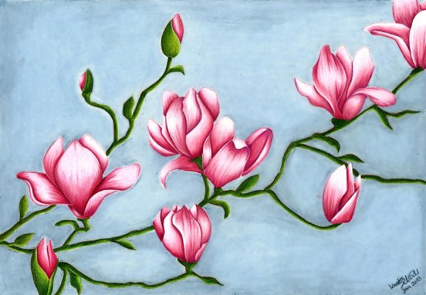 Магнолия цветок вектор