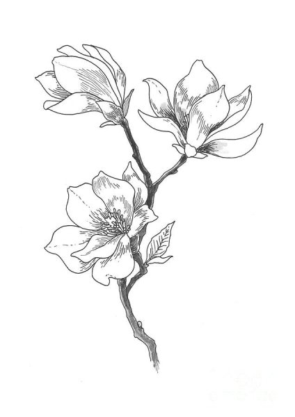 Магнолия стилизация