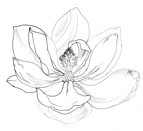 Магнолия Суланжа Ботанический атлас