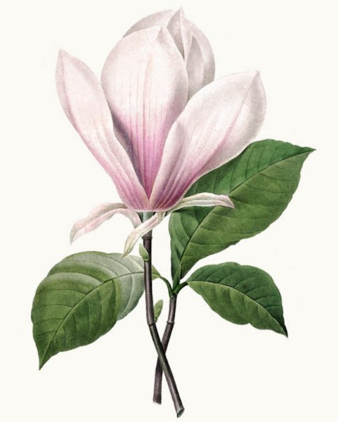 Магнолия Суланжа вектор