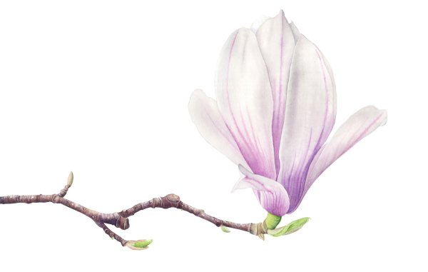 Магнолия Суланжа зарисовка