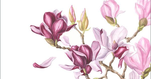 Магнолия цветной рисунок карандашом