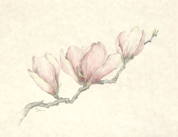 Магнолия карандашом