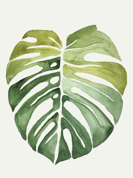 Монстера эскулетто