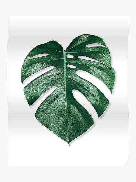 Монстера Адансона с пятнами