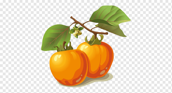 Хурма клипарт