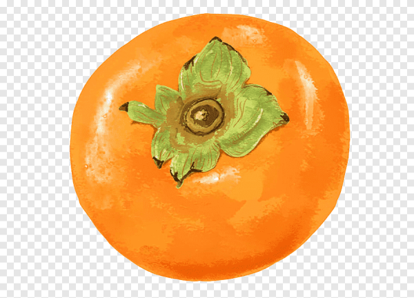 Хурма рисунок