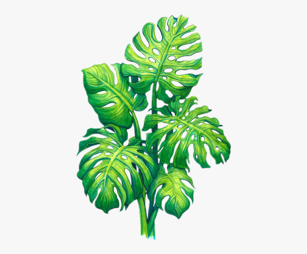 Монстера Ботанический