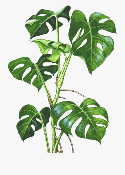 Монстера эскулетто