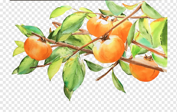 Веточки акварель