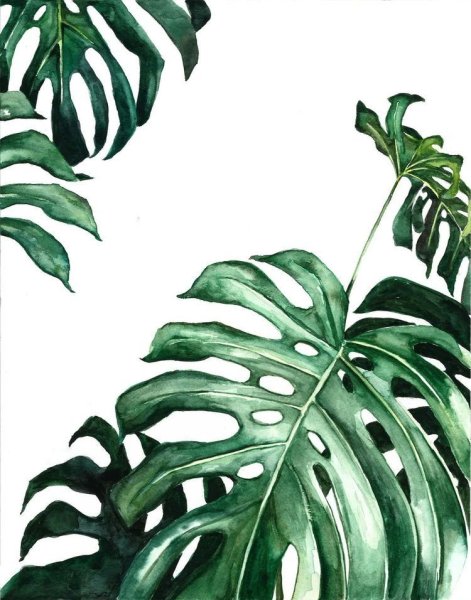 Листья монстеры паттерн